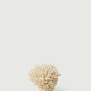 BRANCHE DE CORAIL BLANC